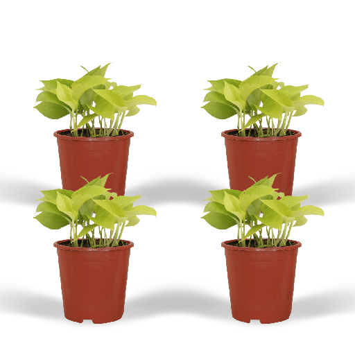 "Epipremnum Golden Pothos (Scindapsus) - 4 Stücke - Ø12cm - ↕15cm image"