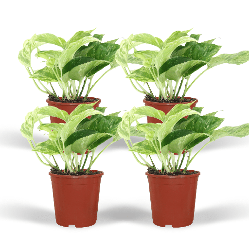 "Epipremnum Marble Queen - 4 Stücke - Ø12cm - ↕15cm image"
