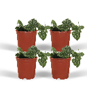 4x Scindapsus Pictus - Epipremnum - 5cm - ø12