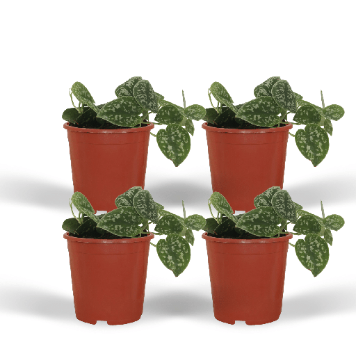 "4x Scindapsus Pictus - Epipremnum - 5cm - ø12 image"