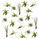 Everspring - Tillandsia Air mix - 20 StÃ¼ck - 6 cm - ø6