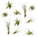 Everspring - Tillandsia Air mix - 10 StÃ¼ck - 6 cm - ø6