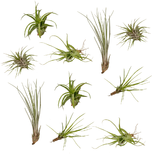 "Everspring - Tillandsia Air mix - 10 StÃ¼ck - 6 cm - ø6 image"