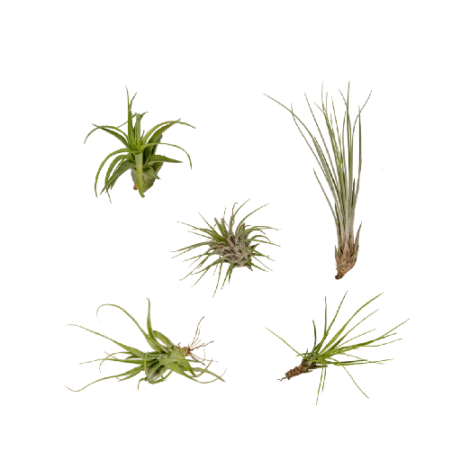 "Everspring - Tillandsia Air mix - 5 StÃ¼ck - 6 cm - ø6 image"