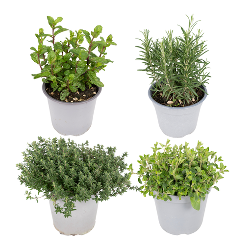 "Gartenkräutermischung - 4 Stücke - Ø14cm - ↕18cm image"