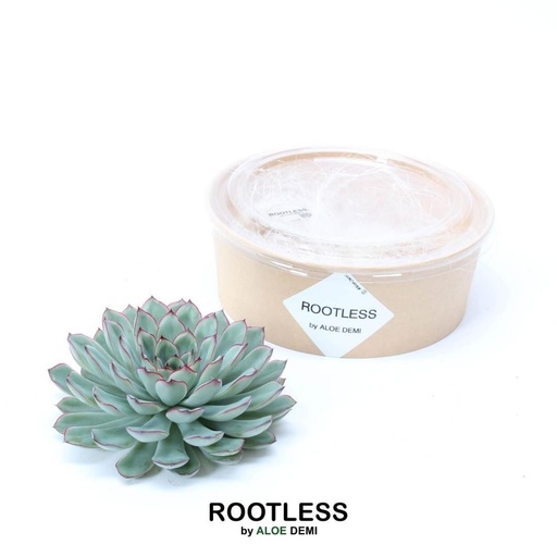 "ROOTLESS Succulent Echeveria Pulidonis Ø12-14 cm - ↕5 cm image"