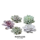 ROOTLESS Echeveria Medium Mix Box