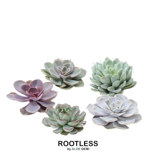 "ROOTLESS Echeveria Medium Mix Box image"