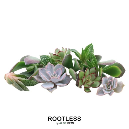 "ROOTLESS Echeveria mini mix box image"