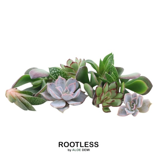 "Echeveria-Mix wurzellos, 10 Rosetten – Rosetten-Ø 3–5 cm (Mini-Box) image"