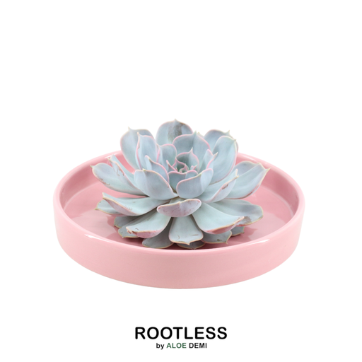 "Geister-Echeverie 'Rosa' (Echeveria lilacina) – pflegeleichte Zimmerpflanze, Topf-Ø 20 cm, Höhe ca. 5 cm image"