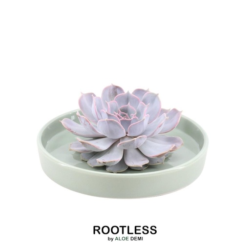 "ROOTLESS Succulent Echeveria Lilacina in Schale 'grün' Ø20 cm - ↕5 cm image"