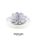 ROOTLESS Succulent Echeveria Lilacina in Schale 'weiss' Ø20 cm - ↕5 cm