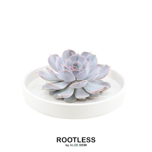 "Geister-Echeverie 'weiss' (Echeveria lilacina) – pflegeleichte Zimmerpflanze, Topf-Ø 20 cm, Höhe ca. 5 cm image"