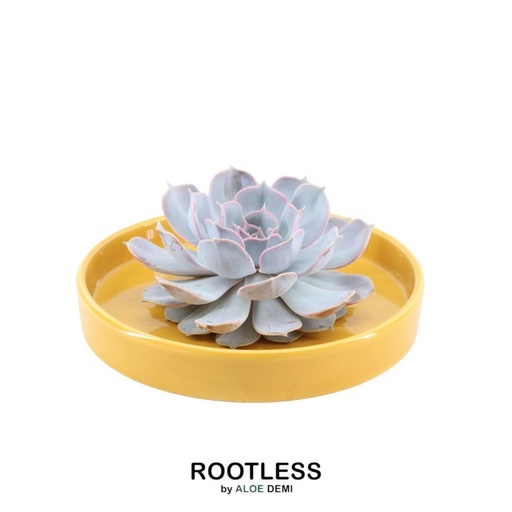 "ROOTLESS Succulent Echeveria Lilacina in Schale 'gelb' Ø20 cm - ↕5 cm image"