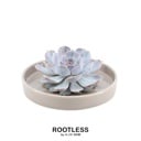 ROOTLESS Succulent Echeveria Lilacina in Schale 'taupe' Ø20 cm - ↕5 cm