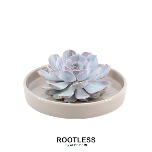 "Geister-Echeverie 'taupe' (Echeveria lilacina) – pflegeleichte Zimmerpflanze, Topf-Ø 20 cm, Höhe ca. 5 cm image"