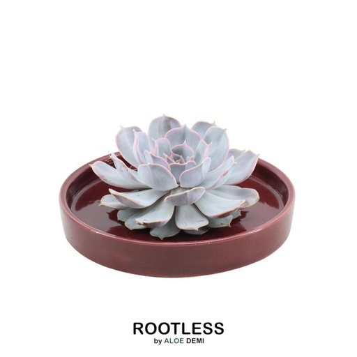 "Geister-Echeverie 'rot' (Echeveria lilacina) – pflegeleichte Zimmerpflanze, Topf-Ø 20 cm, Höhe ca. 5 cm image"