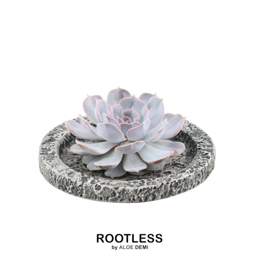"Geister-Echeverie 'Concrete' (Echeveria lilacina) – pflegeleichte Zimmerpflanze, Topf-Ø 20 cm, Höhe ca. 5 cm image"