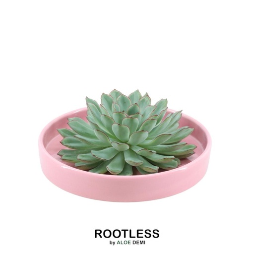 "ROOTLESS Succulent Echeveria Pulidonis in Schale 'rosa' Ø20 cm - ↕5 cm image"