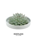 ROOTLESS Succulent Echeveria Pulidonis in Schale 'grün' Ø20 cm - ↕5 cm