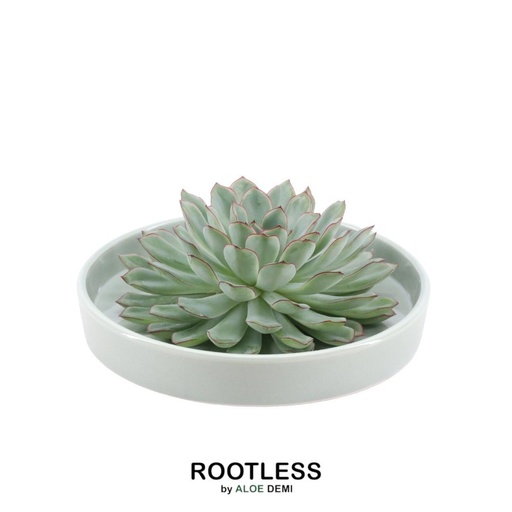 "Pulidonis-Fettblatt 'grün' (Echeveria pulidonis) – pflegeleichte Zimmerpflanze, Topf-Ø 20 cm, Höhe ca. 5 cm image"