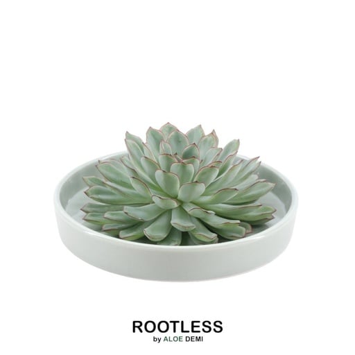 "Pulidonis-Fettblatt 'grün' (Echeveria pulidonis) – pflegeleichte Zimmerpflanze, Topf-Ø 20 cm, Höhe ca. 5 cm image"
