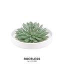 ROOTLESS Succulent Echeveria Pulidonis in Schale 'weiss' Ø20 cm - ↕5 cm