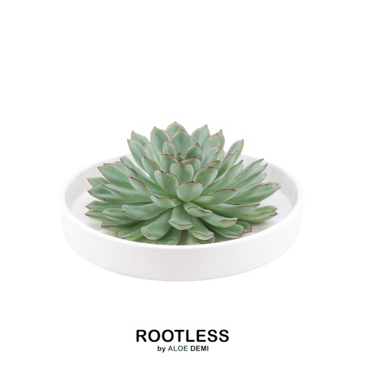 "ROOTLESS Succulent Echeveria Pulidonis in Schale 'weiss' Ø20 cm - ↕5 cm image"