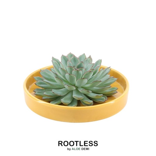 "ROOTLESS Succulent Echeveria Pulidonis in Schale 'gelb' Ø20 cm - ↕5 cm image"
