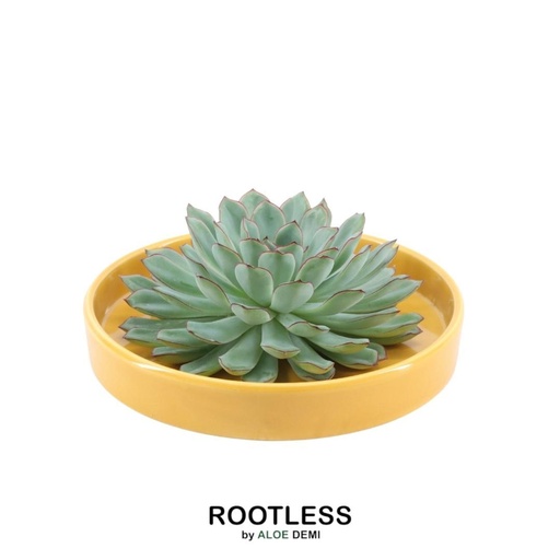 "Pulidonis-Echeverie (Echeveria pulidonis) – pflegeleichte Zimmerpflanze, wurzellos, in gelber Schale (Ø 20 cm), Höhe ca. 5 cm image"