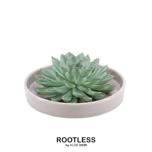 "ROOTLESS Succulent Echeveria Pulidonis in Schale 'taupe' Ø20 cm - ↕5 cm image"