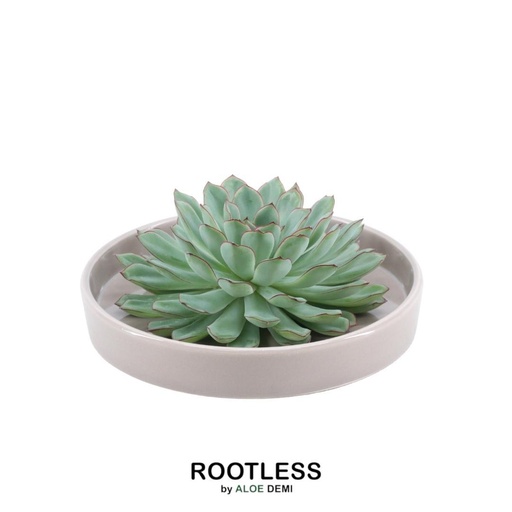 "ROOTLESS Succulent Echeveria Pulidonis in Schale 'taupe' Ø20 cm - ↕5 cm image"
