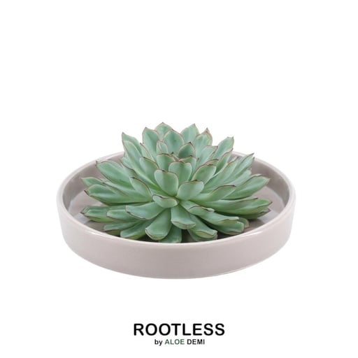 "Pulidonis-Fettblatt 'taupe' (Echeveria pulidonis) – pflegeleichte Zimmerpflanze, Topf-Ø 20 cm, Höhe ca. 5 cm image"