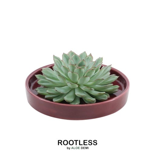 "ROOTLESS Succulent Echeveria Pulidonis in Schale 'rot' Ø20 cm - ↕5 cm image"