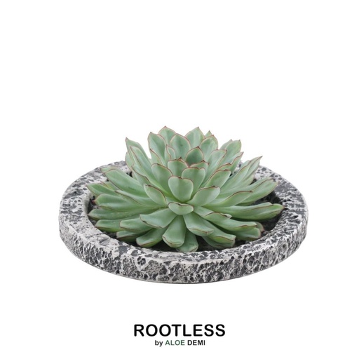 "ROOTLESS Succulent Echeveria Pulidonis in Schale 'Concrete' Ø20 cm - ↕5 cm image"
