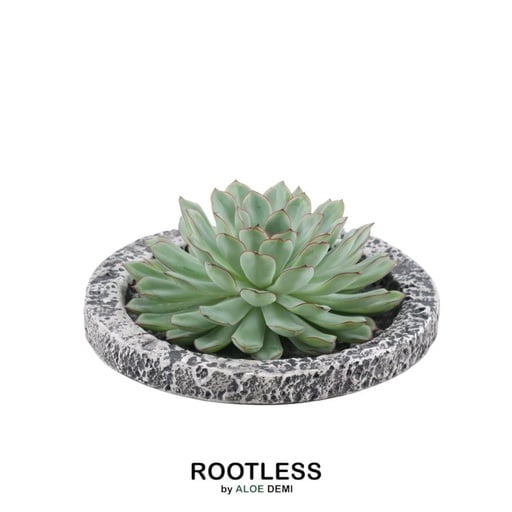 "Pulidonis-Fettblatt 'Concrete' (Echeveria pulidonis) – pflegeleichte Zimmerpflanze, Topf-Ø 20 cm, Höhe ca. 5 cm image"