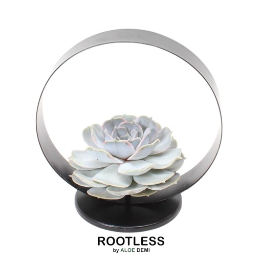 "ROOTLESS Succulent Echeveria Lilacina auf Deko Tischstandard Ø20 cm - ↕20 cm image"