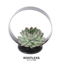 ROOTLESS Succulent Echeveria Pulidonis auf Deko Tischstandard Ø20 cm - ↕20 cm