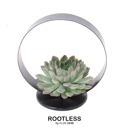 "Pulidonis-Fettblatt (Echeveria pulidonis) – pflegeleichte Zimmerpflanze, Topf-Ø 20 cm, Höhe ca. 20 cm image"
