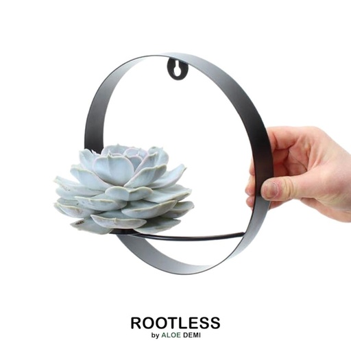 "ROOTLESS Succulent Echeveria Lilacina auf Wanddeko Ring schwarz Ø20 cm - ↕20 cm image"