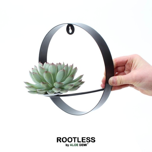 "ROOTLESS Succulent Echeveria Pulidonis auf Wanddeko Ring schwarz Ø20 cm - ↕20 cm image"