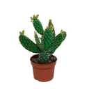 Opuntia quitensis 12 cm