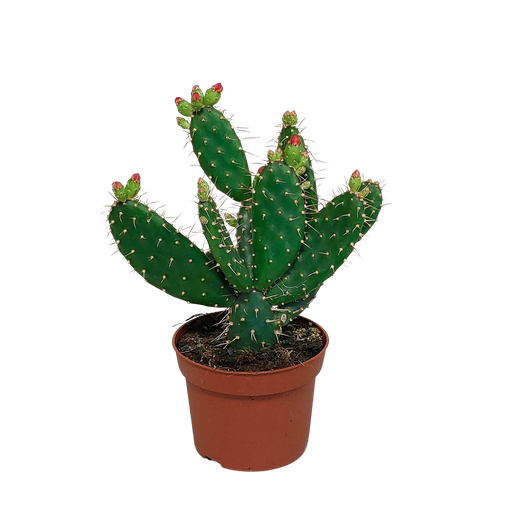 "Feigenkaktus (Opuntia quitensis) – pflegeleichte Zimmerpflanze, Höhe ca. 12 cm image"