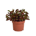 Peperomia graveolens - ohne Topf