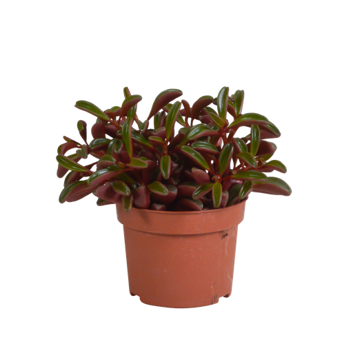 "Peperomia graveolens - ohne Topf image"