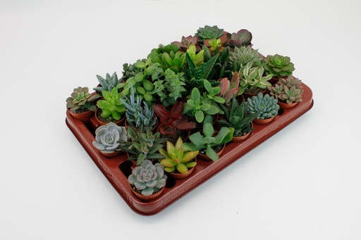 "Sukkulenten Mix - 30 Stücke - Ø5,5cm - ↕7cm image"