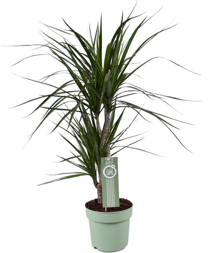 "Dracaena Marginata - Ø17cm - ↕70cm image"