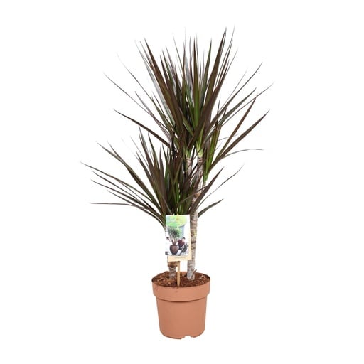 "Dracaena Magenta - Ø17cm - ↕80cm image"