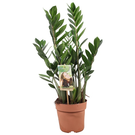 "Glücksfeder (Zamioculcas zamiifolia) – pflegeleichte Zimmerpflanze, Topf-Ø 17 cm, Höhe ca. 70 cm image"